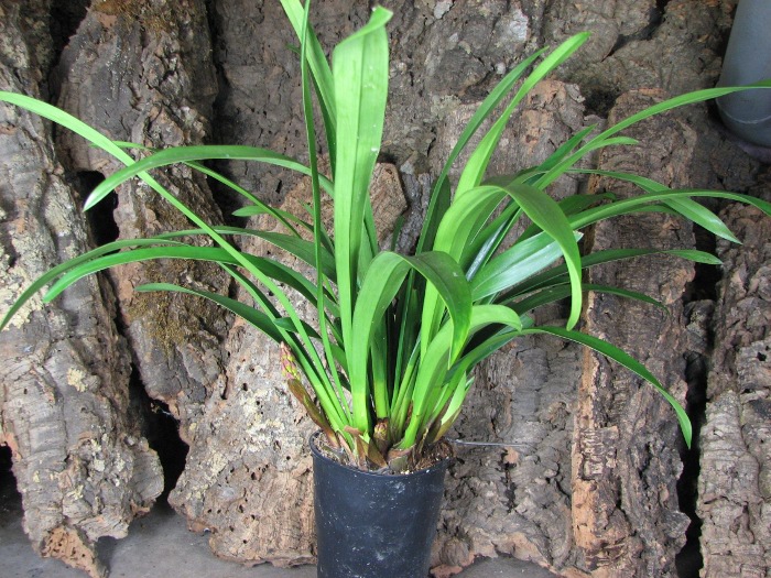 Cymbidium Tuffet.JPG