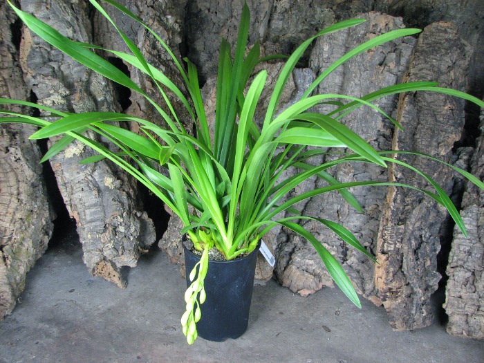 Cymbidium Sarah Jean 'Ice Cascade'.JPG