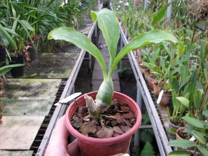 Catasetum pileatum 'Jumbo Green Gold'.JPG