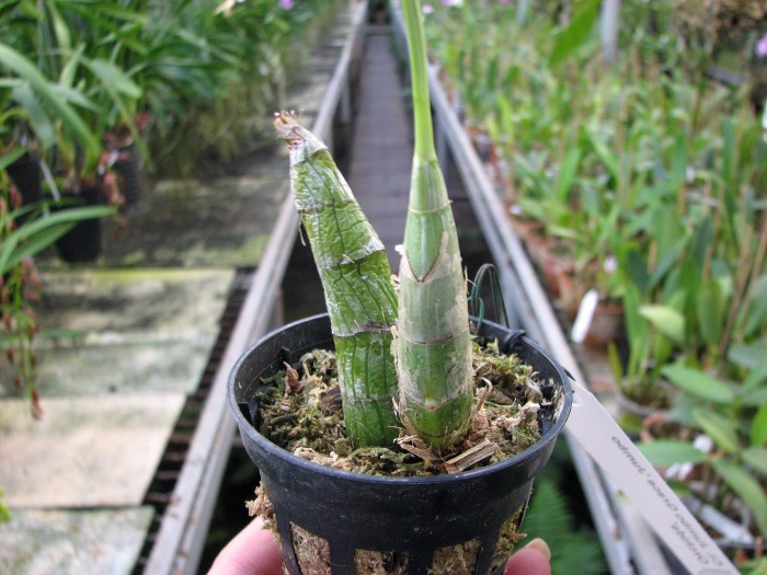 Clowesia Jumbo Grace 'Jumbo Orchids'.JPG