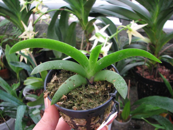 Angraecum leonis.JPG