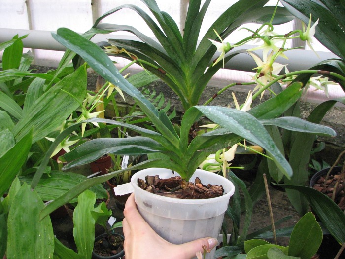 Angraecum sesquipedale.JPG