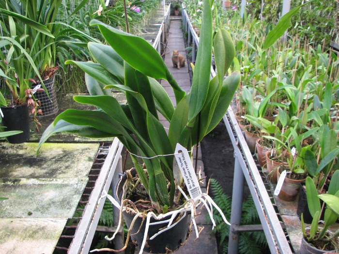 Brassolaeliocattleya King of Taiwan 'Ta-Hsin' (Bryce Canyon x Purple Ruby).JPG