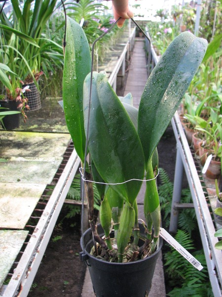 Brassolaeliocattleya Chia Lin 'New City' (Oconee x Maitland).JPG