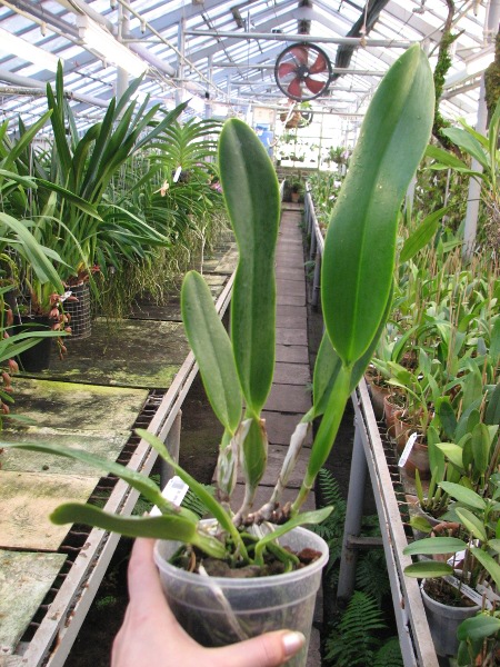 Brassolaeliocattleya Alma Kee 'Tipmalee'.JPG