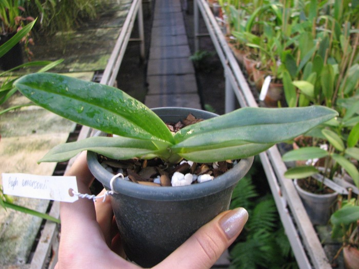 Paphiopedilum emersonii.JPG