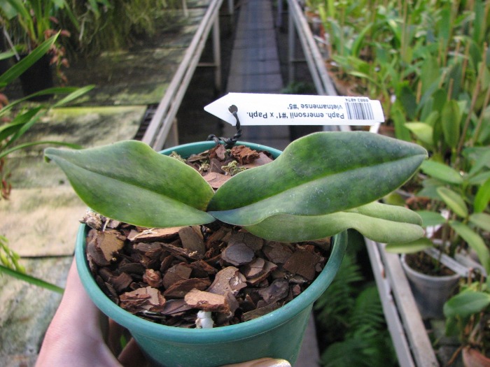 Paphiopedilum emersonii '#1' x Paphiopedilum vietnamense '#5'.JPG
