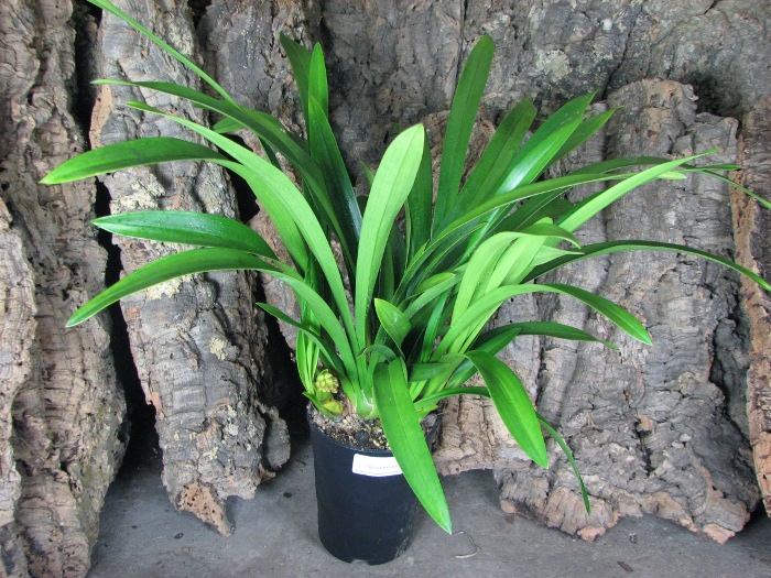 Cymbidium Cascade 'Spring Wind'.JPG