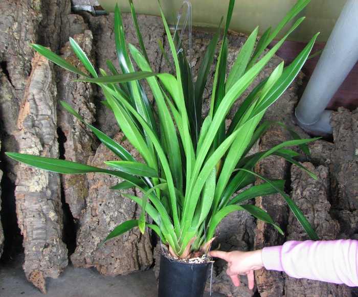 Cymbidium Dorothy Stockstill 'Forgotten Fruits'.JPG