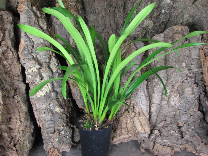 Cymbidium Tuffet.JPG