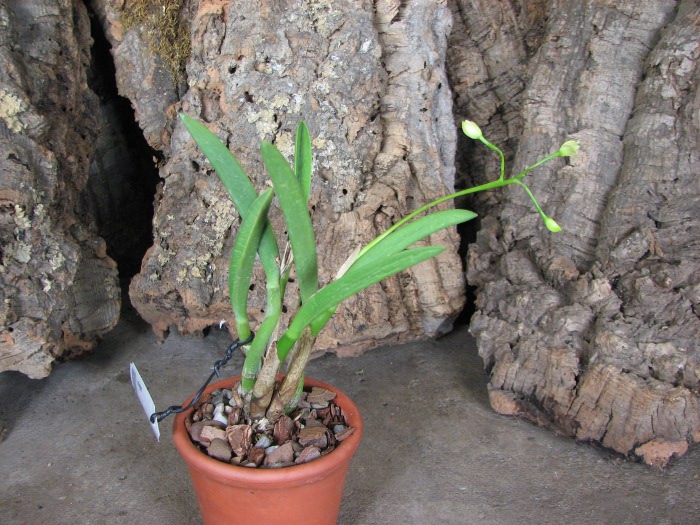 Laelia briegeri.JPG