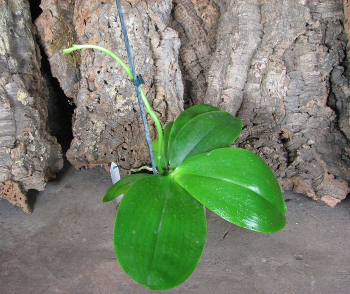 Phalaenopsis Liodoro (Phalaenopsis Deventeriana x Phalaenopsis violacea).JPG