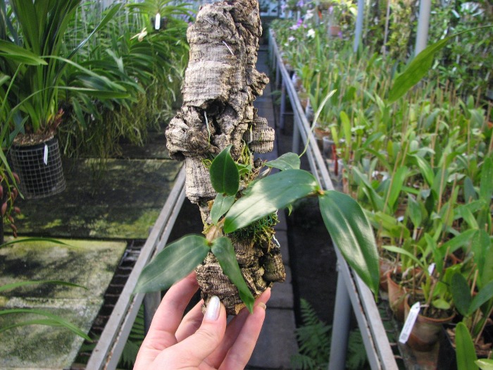 Dendrobium tetragonum gigantea.JPG