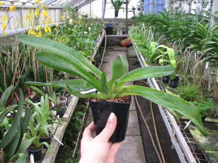 Paphiopedilum Alma Geveart 'Hager's' x Paphiopedilum philippinense var. alba 'Kou'.JPG