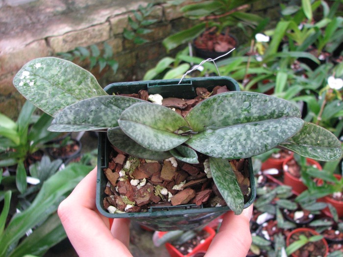 Paphiopedilum bellatulum.JPG
