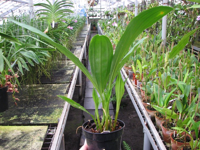 Gongora cassidea.JPG