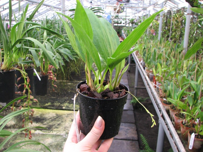 Gongora horichiana.JPG