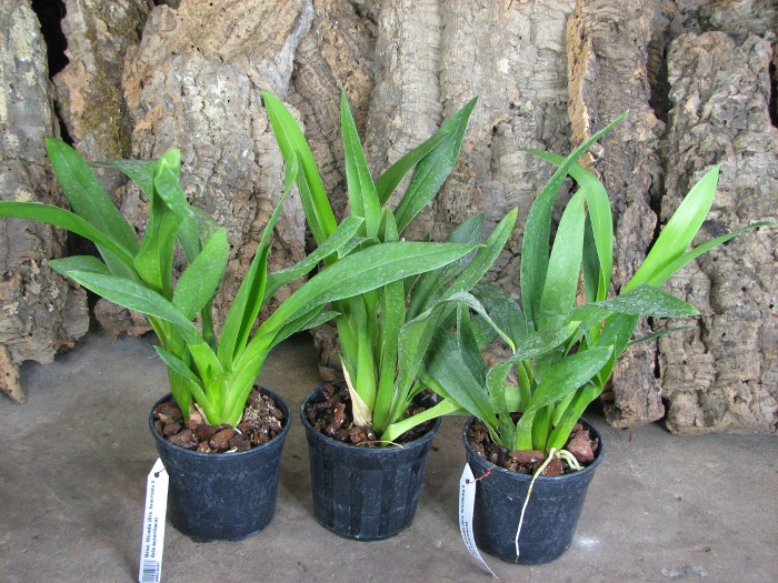 Brassada Mivada (Brassia brachiata X Ada aurantiaca).JPG