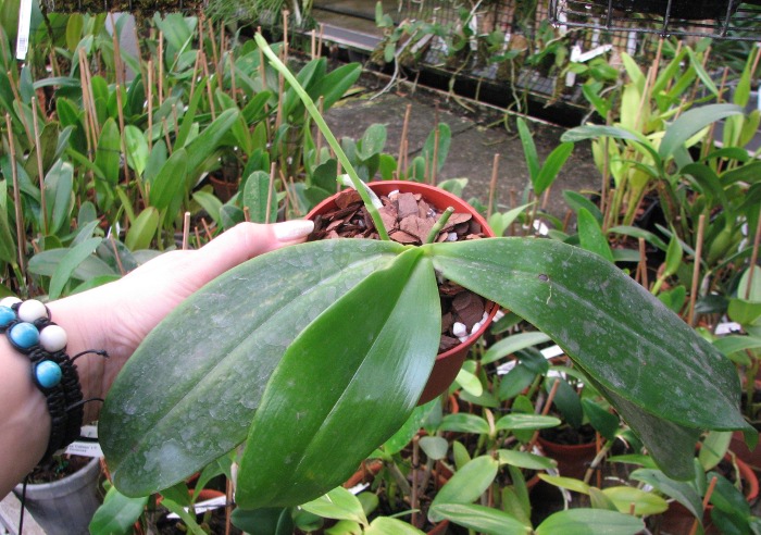 Phalaenopsis David Lim (P. amboinensis x P. gigantea).JPG