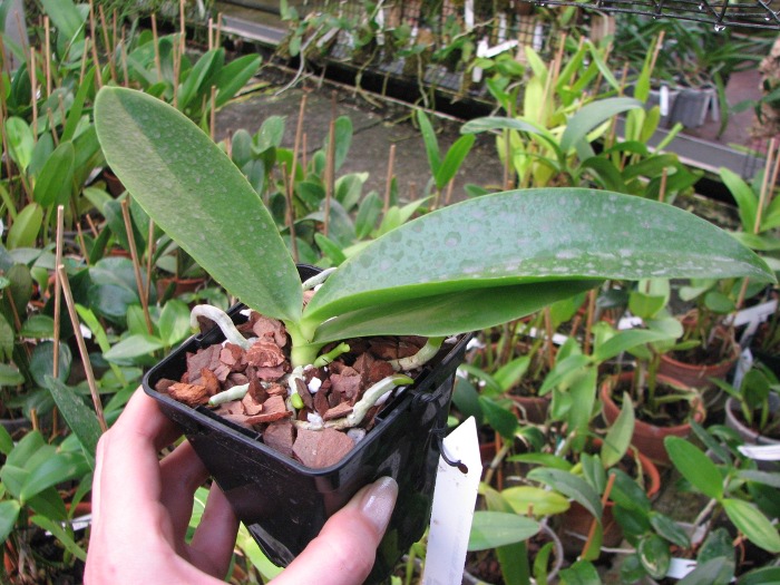 Phalaenopsis Natasha 'Aiko'.JPG