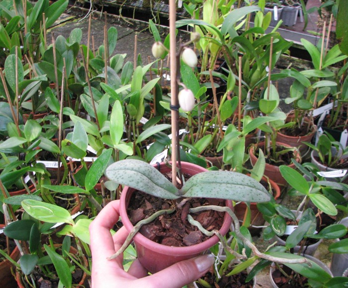 Phalaenopsis Cassandra (equestris x stuartiana).JPG