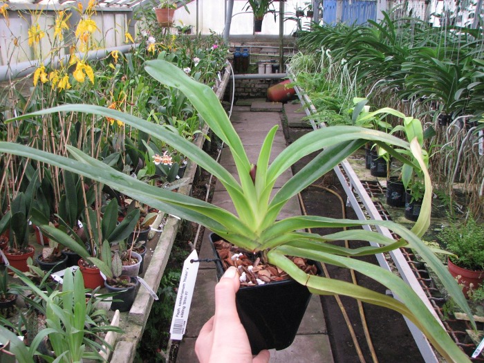 Paphiopedilum sanderianum 'Hsiao' x sibling 'Shin-Yi'.JPG