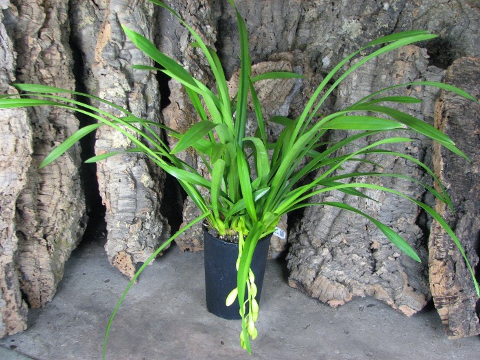 Cymbidium Sarah Jean 'Ice Cascade'.JPG