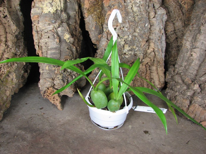 Coelogyne cristata.JPG
