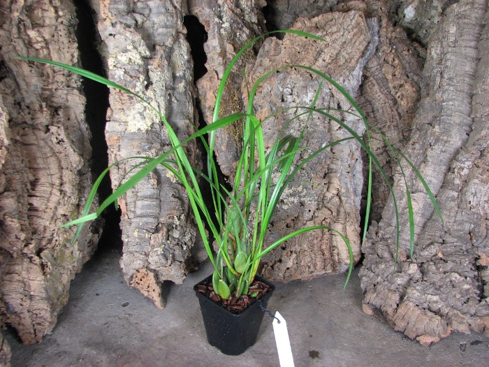 Maxillaria tenuifolia.JPG