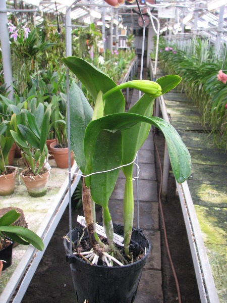 Potinara Haw Yuan Gold 'YC#2' (Pot. Lemon Tree x Blc. Tassie Barbero).JPG