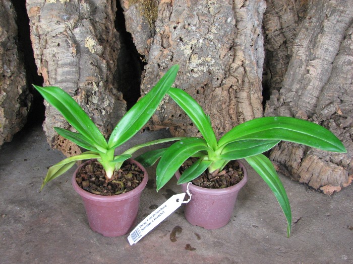 Phragmipedium Fritz Schomburg (besseae x kovachii).JPG