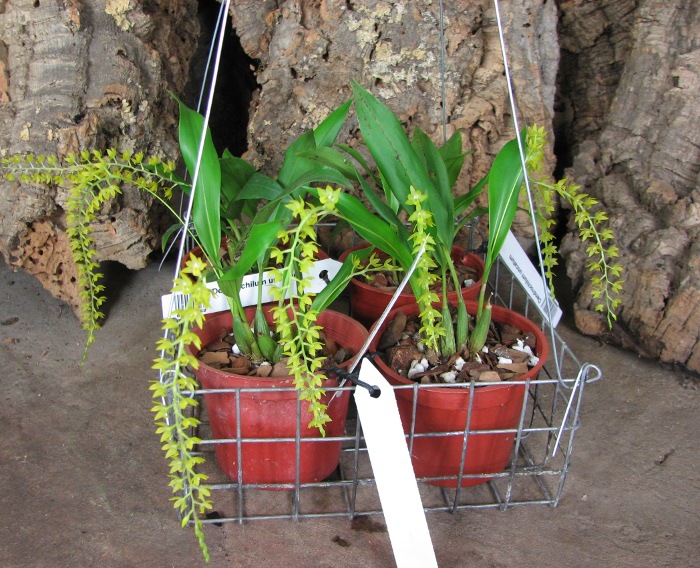Dendrochilum uncatum.JPG