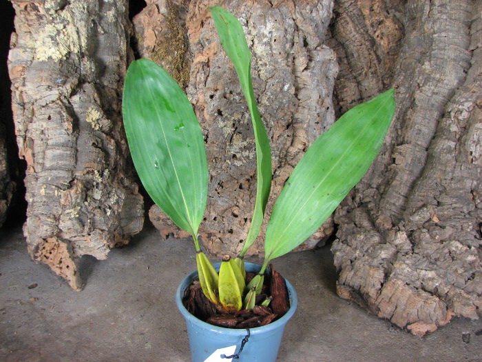 Bifrenaria fuerstenbergiana alba.JPG