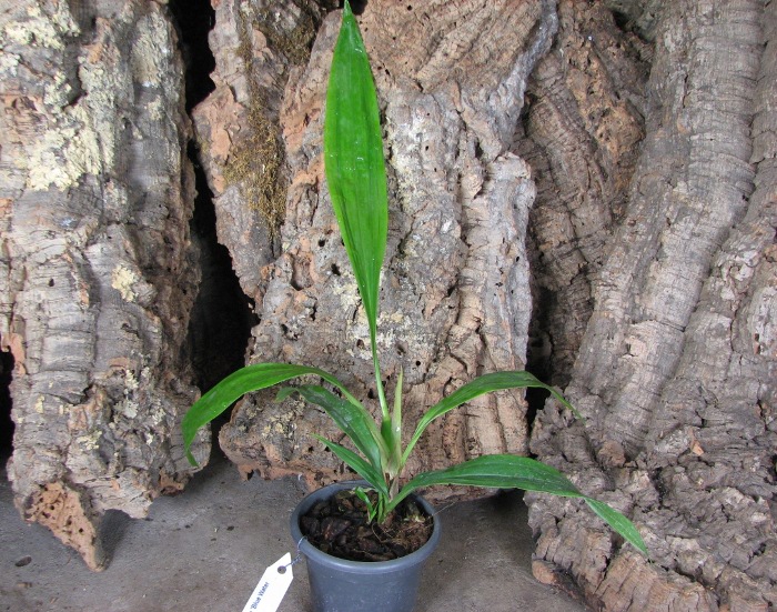 Zygonisia Cynosure 'Blue Water Sailing'.JPG