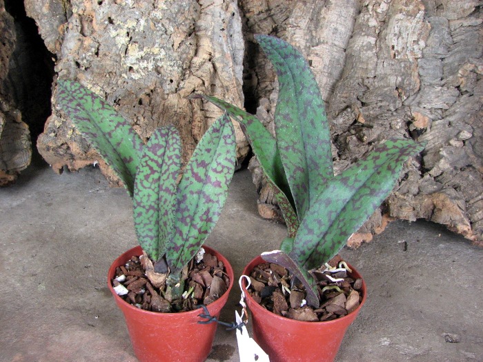 Psychopsis Mendenhall 'Hildos'.JPG
