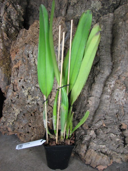 Cattleya mossiae.JPG
