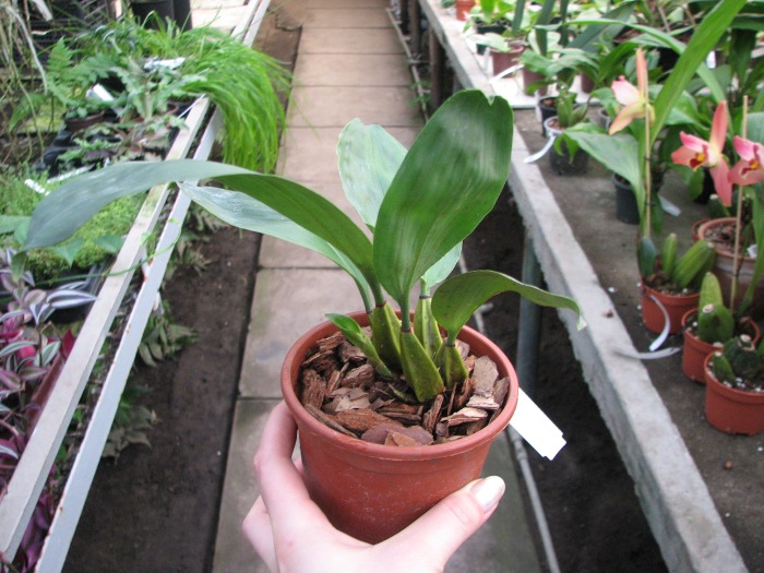 Bifrenaria fuerstenbergiana.JPG