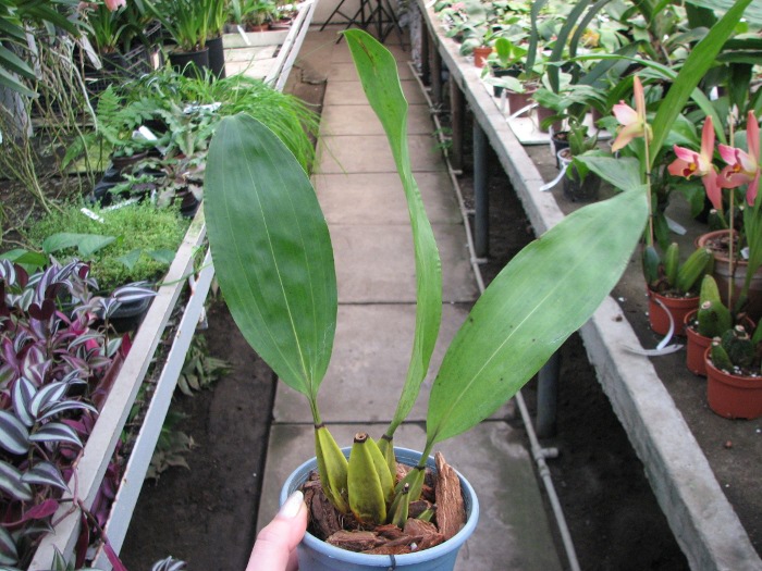 Bifrenaria fuerstenbergiana alba.JPG