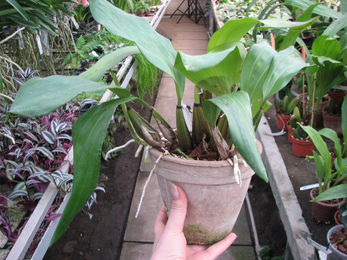 Bifrenaria thyrianthina alba plena.JPG