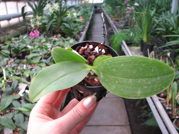 Phalaenopsis Orchid World.JPG