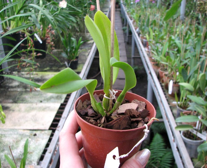 Cattleya dowiana rosea x self.JPG