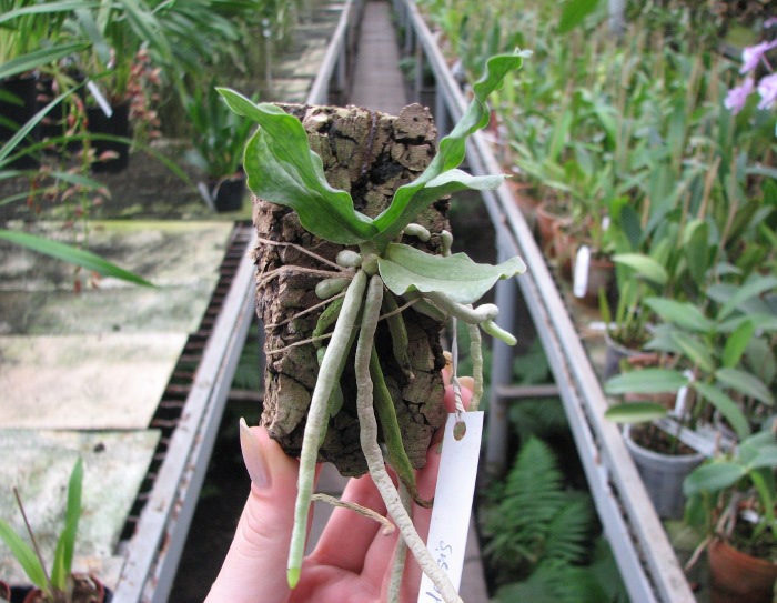 Aerangis somalensis.JPG