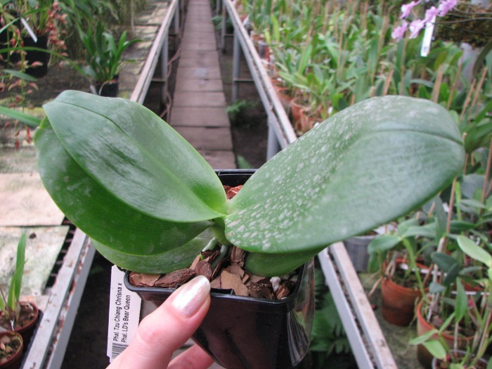 Phalaenopsis Tzu Chiang Chrisna x Phalaenopsis LD's Bear Queen.JPG