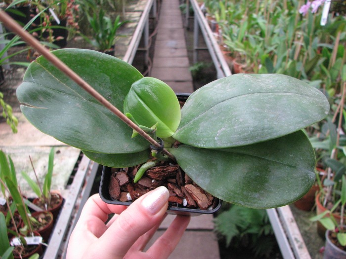 Phalaenopsis Samera 'Blue'.JPG