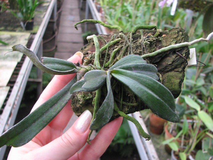 Aerangis biloba.JPG