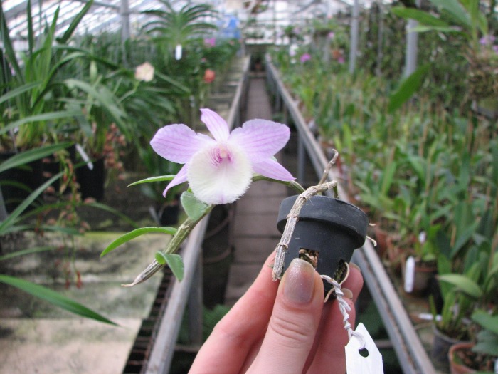 Dendrobium aphyllum.JPG