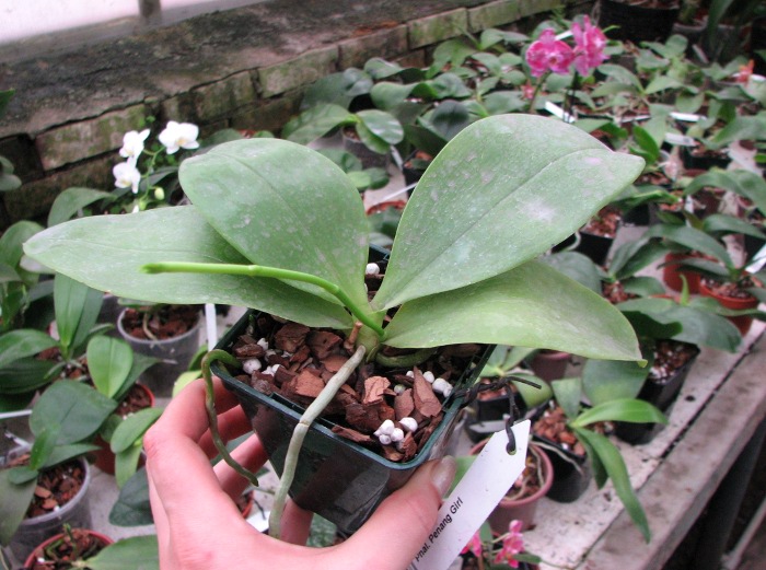 Phalaenopsis Princess Kailuani (violacea x amboinensis).JPG