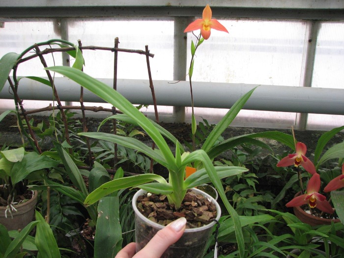 Phragmipedium besseae.JPG