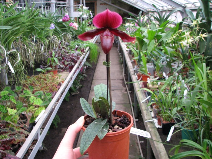 Paphiopedilum Ruby Leopard Vini x charlesworthii.JPG