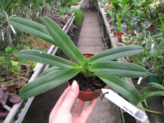 Paphiopedilum Phips.JPG